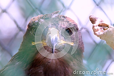 Cute hawk face closeup behind fence Stock Photo