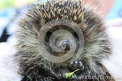 Cute hedgehog Stock Photo