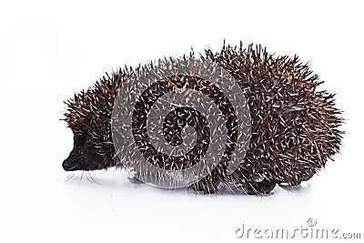 Cute hedgehog. Hedgehog quill closeup. Hedgehog spike spikes quills as texture background. Hedgehog is any of the spiny Stock Photo