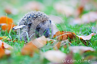 Cute hedgehog sits in the autumn meadow Stock Photo