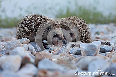 Cute hedgehog, wildlife Stock Photo