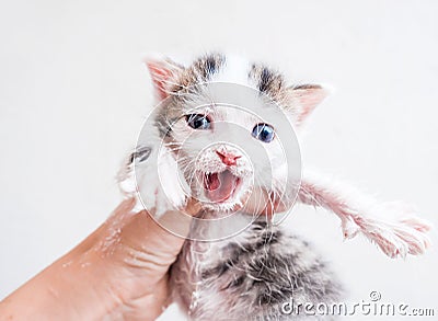Cute helpless two-weeks old kitty in the female hand open-mouthed. It`s muzzle is smeared by sour cream looking on Stock Photo