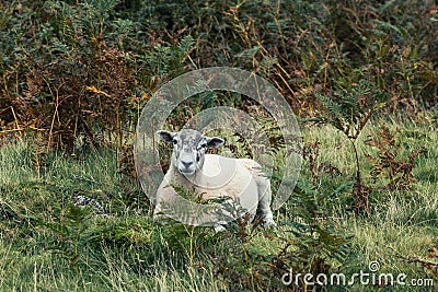 Cute Herdwick breed animal in the middle of grass plants with forest trees Stock Photo