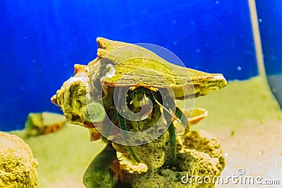 Cute hermit crab (Paguroidea) in the shell on sand and blue sea Stock Photo