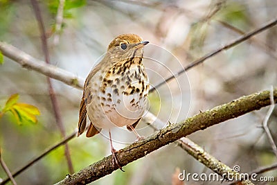 Cute Hermit Thrush bird close up portrait Stock Photo