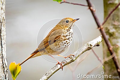 Cute Hermit Thrush bird close up portrait Stock Photo