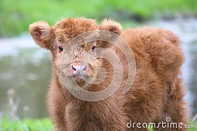 Cute Highland calf Stock Photo