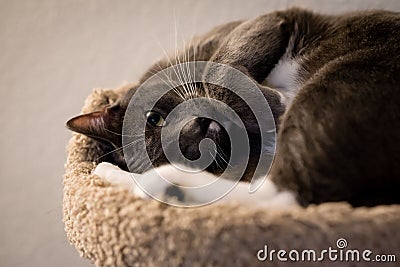 Cute home cats Stock Photo