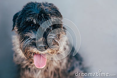 Schnauzer mittelschnauzer close up portrait on background Stock Photo