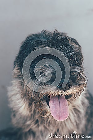 Schnauzer mittelschnauzer close up portrait on background Stock Photo