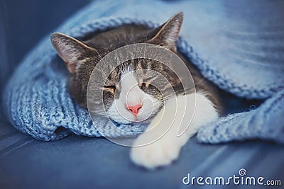 Cute home tabby cat sleeps, covered with a soft wool blanket. Home comfort. Sleep time Stock Photo
