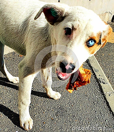 Cute homeless puppy with beautiful eyes of different colors brown and blue eating Stock Photo