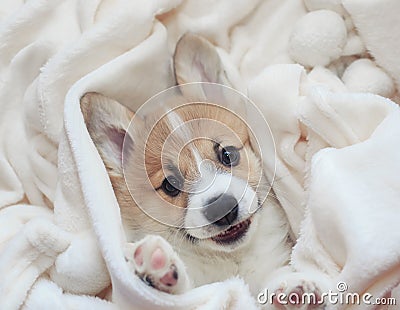 homemade corgi puppy lies in a white fluffy blanket funny sticking out his face and paws Stock Photo