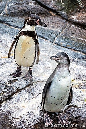 Cute Humboldt Penguins at Atlantic Sea Park in Alesund Stock Photo