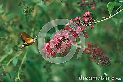 Cute hummingbird hawk-moth (Macroglossum stellatarum) hovering around a bright Summer lilac cluster Stock Photo