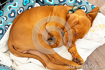 Cute hungarian 2 months old vizsla puppy sleeping in his comfy bed with white blanket. Stock Photo