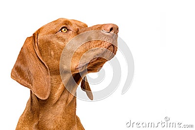 Cute hungarian vizsla dog side view studio portrait. Dog looking to the side headshot isolated over white background. Stock Photo