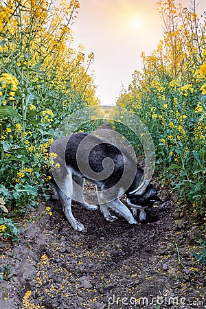 Husky digs a hole in the field Stock Photo