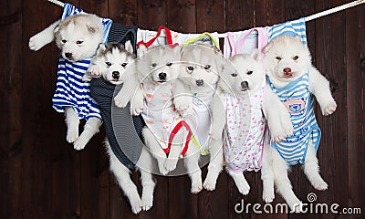 Cute Husky puppies, on a background Stock Photo