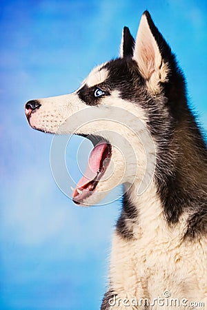Cute husky puppy on blue background Stock Photo