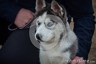 A cute husky puppy with blue eyes sits next to the master`s leg looking into the distance. The first ever dog show. Stock Photo