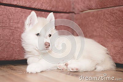 Cute husky puppy is sad Stock Photo