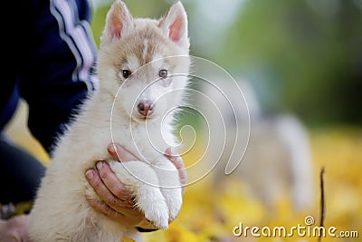 Cute husky puppy sitting on his arms dangling his paws Stock Photo