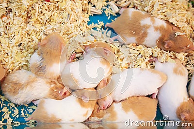 Cute innocent baby brown and white Syrian or Golden Hamsters sleeping on sawdust material bedding. Pet care, love, rodent animal Stock Photo