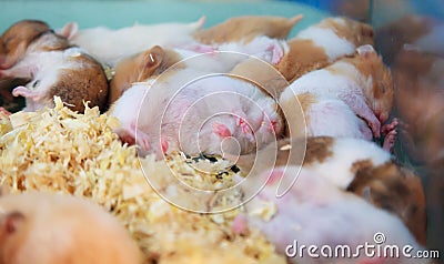 Cute innocent baby brown and white Syrian or Golden Hamsters sleeping on sawdust material bedding. Pet care, love, rodent animal Stock Photo