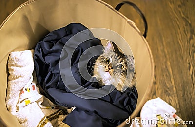 Cute inquisitive Kitten Stock Photo