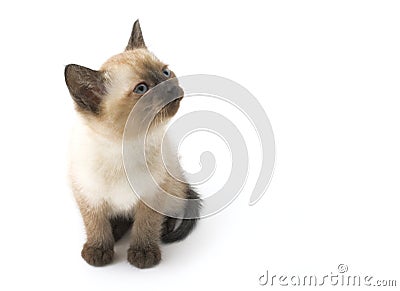 Cute interested siamese kitten Stock Photo