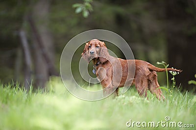 Cute Irish Setter puppy standing in forest and waiting to start with his hunting abilities Stock Photo