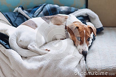 Cute jack russell dog sleeping on the warm jacket of his owner. Dog resting or having a siesta, daydreaming. Stock Photo