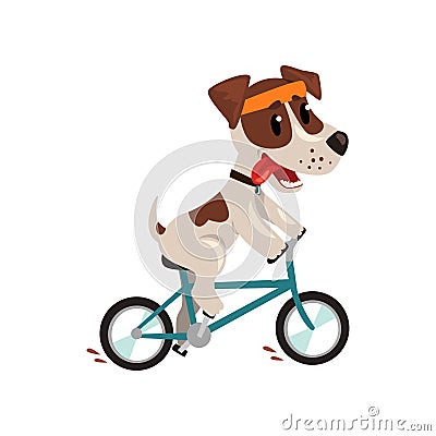 Cute jack russell terrier athlete riding a bike, funny sportive pet dog character doing sports vector Illustration on a Vector Illustration