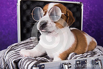 Cute Jack Russell Terrier puppy dog with glasses sits in a suitcase Stock Photo