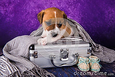 Cute Jack Russell Terrier puppy dog sits in a suitcase for traveling. Stock Photo
