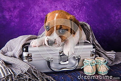 Cute Jack Russell Terrier puppy dog sits in a suitcase for traveling. Stock Photo
