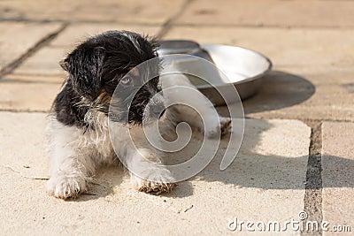 Cute Jack Russell Terrier puppy is laying on the terrace and relaxes. 7,5 weeks old young doggy Stock Photo