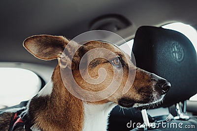 Cute Jack Russell Terrier sitting in the car and curiously looking outside Editorial Stock Photo