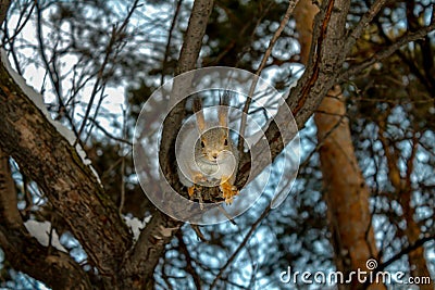 Cute Japanese squirrel perched on a tree branch in the forest Stock Photo