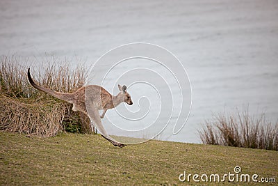 Cute kangaroo hopping around on a grassy hill with a calm sea in the background Stock Photo