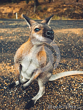 Cute Kangaroo seeking for Attention Stock Photo