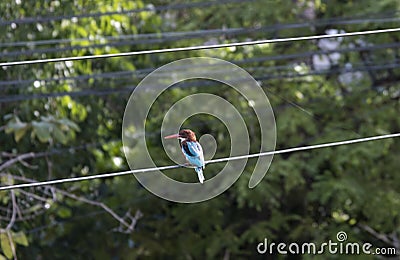 cute kingfisher bird blue and green color sitting on electric wire. orange long beak beauty animal wild life Stock Photo