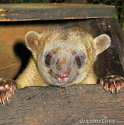 A cute kinkajou Stock Photo