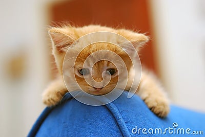 Cute kitten Stock Photo