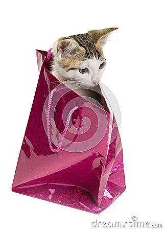 Cute kitten in the bag Stock Photo