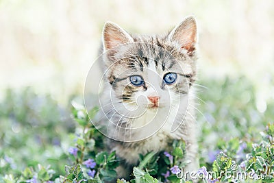 Cute kitten Stock Photo