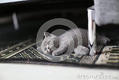 Cute kitten British Shorthair on the carpet Stock Photo