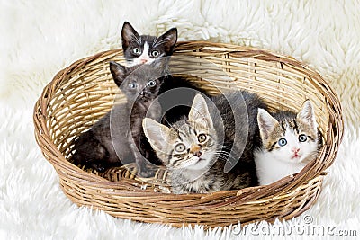 Pet animal; baby cats Stock Photo
