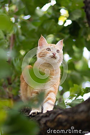 Cute kitten climbs a tree trunk in the garden, a curious pet walking, hunting and playing outdoors in summer Stock Photo